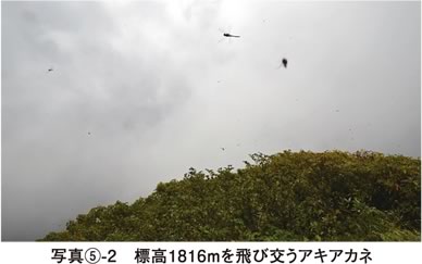 写真5-2 標高1816mを飛び交うアキアカネ