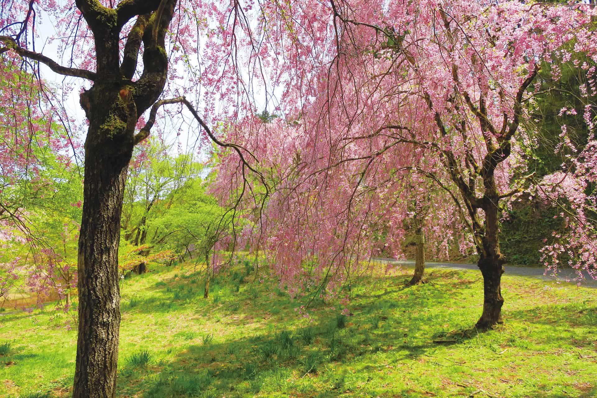 撮影地／伊達郡桑折町『半田山自然公園』 撮影者／佐藤正基