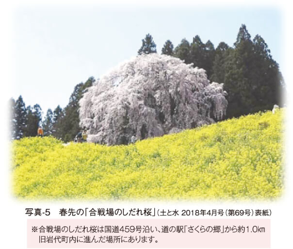 写真-5　春先の「合戦場のしだれ桜」（土と水 2018年4月号（第69号）表紙）　※合戦場のしだれ桜は国道459号沿い、道の駅「さくらの郷」から約1.0㎞ 　旧岩代町内に進んだ場所にあります。