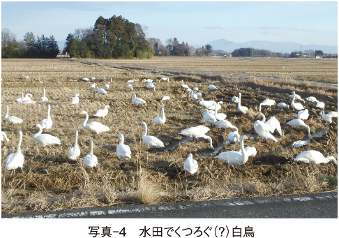 写真-4　水田でくつろぐ（？）白鳥