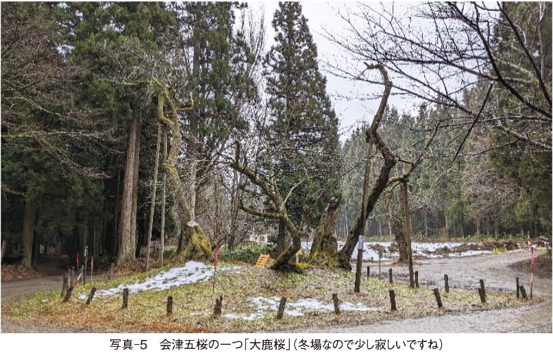 写真-5　会津五桜の一つ「大鹿桜」(冬場なので少し寂しいですね)