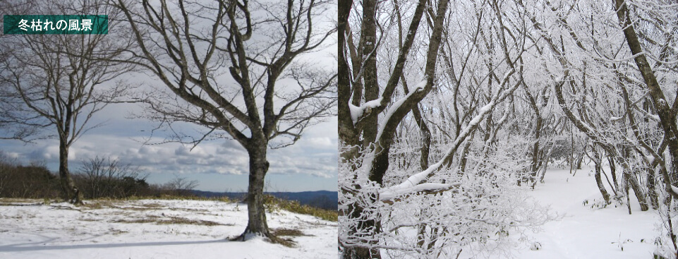 （※写真は岩手県紫波町で社員が撮影、文の一部は第35回私の山紀行から一部抜粋）