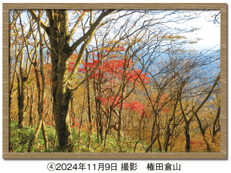 ④2024年11月9日 撮影　権田倉山