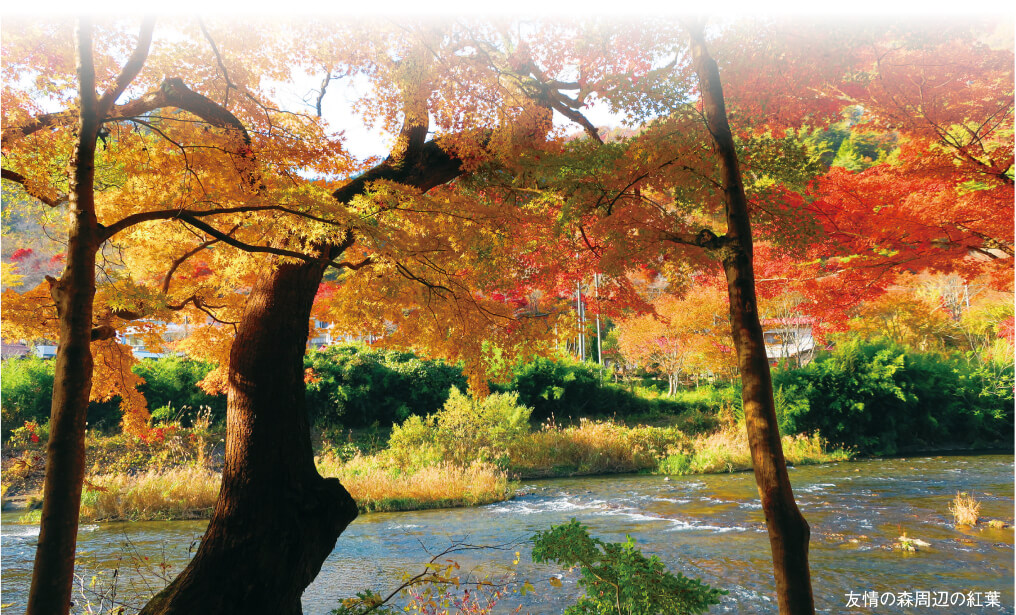 友情の森周辺の紅葉 　　　